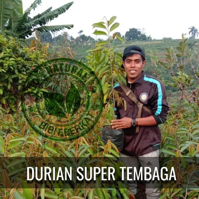 

Terlaris Promo 3 Bibit Durian Super Tembaga Ukuran 70 - 80 Cm