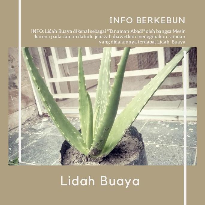 

Terlaris Bibit Lidah Buaya/Aloevera