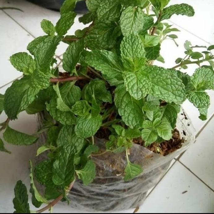 

Terlaris Bibit Tanaman Mint Daun Pepper Mint Daun Mint