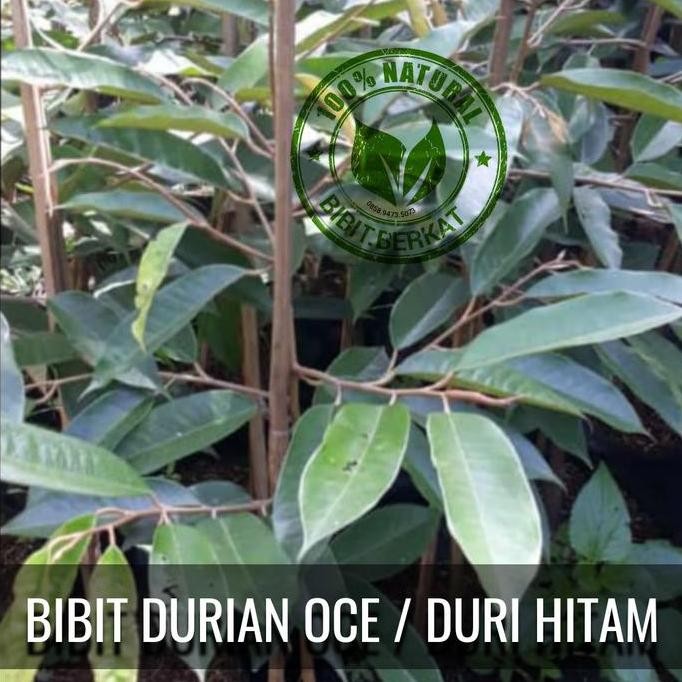 

Terlaris Bibit Durian Oche Duri Hitam Uk 1 Meter