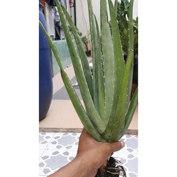Terlaris Bibit Lidah Buaya - Lidah Buaya Jumbo - Lidah Buaya Kalimantan - Aloe