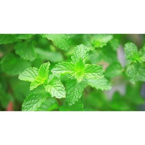 

Terlaris Bibit Tanaman Mint Bibit Daun Mint Bibit Peppermint Pohon Mint