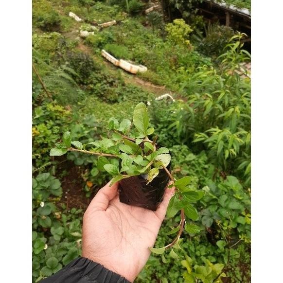 

Terlaris New-Bibit Mint, Daun Mint, Tanaman Mint, Penny Royal Mint, Pennyroyal