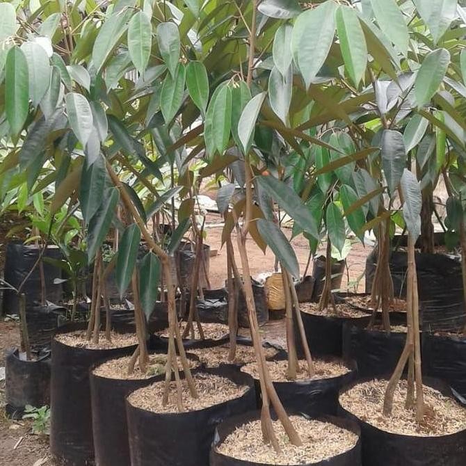 

Terlaris Bibit Tanaman Buah Durian Montong Kaki 3 Tinggi 1 Meter Up