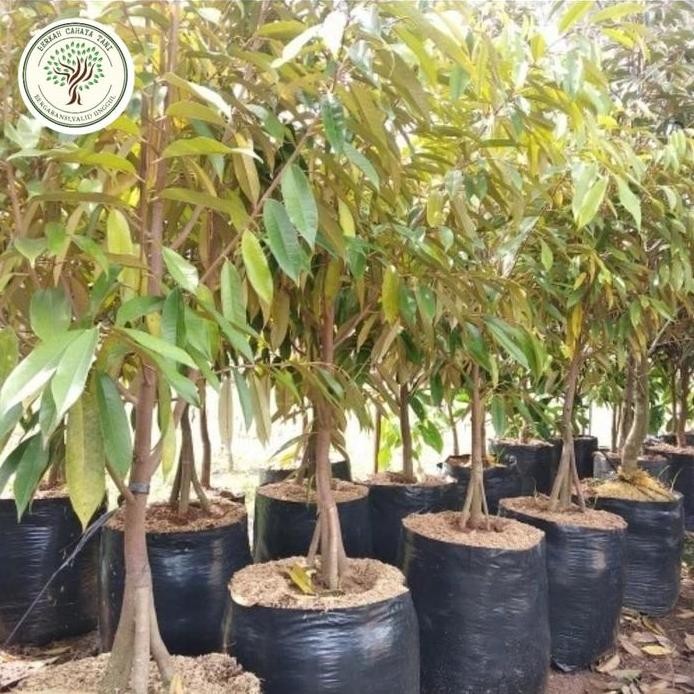 

Terlaris Bibit Tanaman Buah Durian Musangking Kaki 3 1 Meter , Pohon Durian