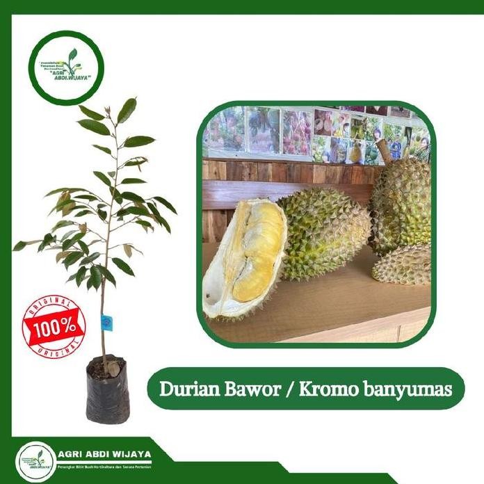 

Terlaris Bibit Paketan Durian Bawor Original Okulasi Unggul Pb Agri Abdi Wijaya