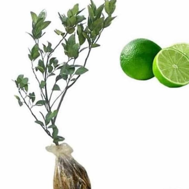 

Terlaris Bibit Jeruk Nipis Non Biji Tinggi 60-70