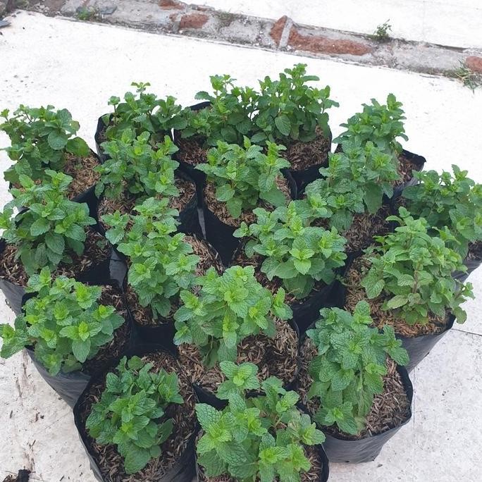 

Terlaris Tanaman / Bibit Daun Mint / Peppermint