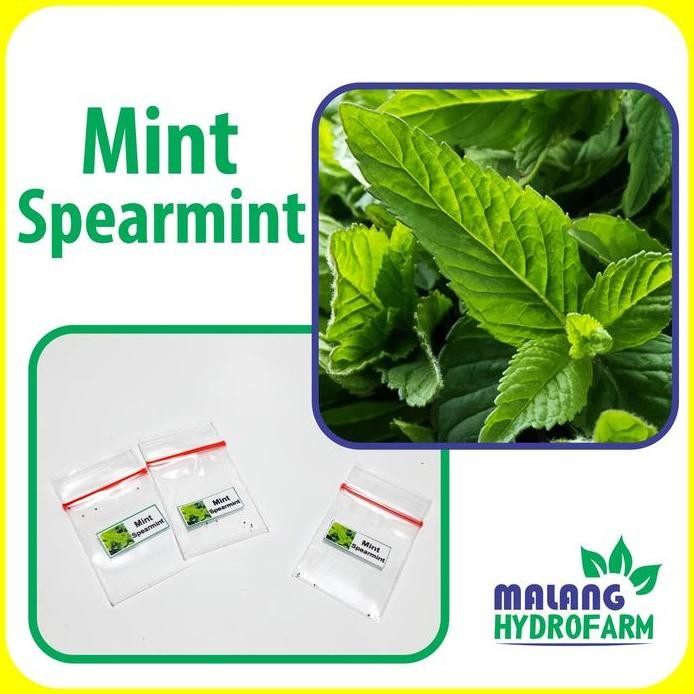 

Terlaris Benih Mint Spearmint Unggulan Berkualitas Biji Daun Min Herbal Bibit H