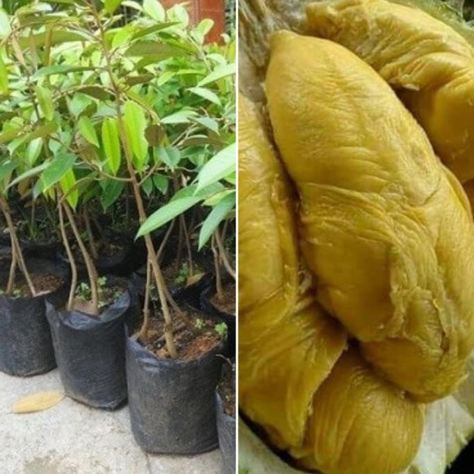 

Terlaris Bibit Tanaman Durian Montong Kaki 3Okulasi