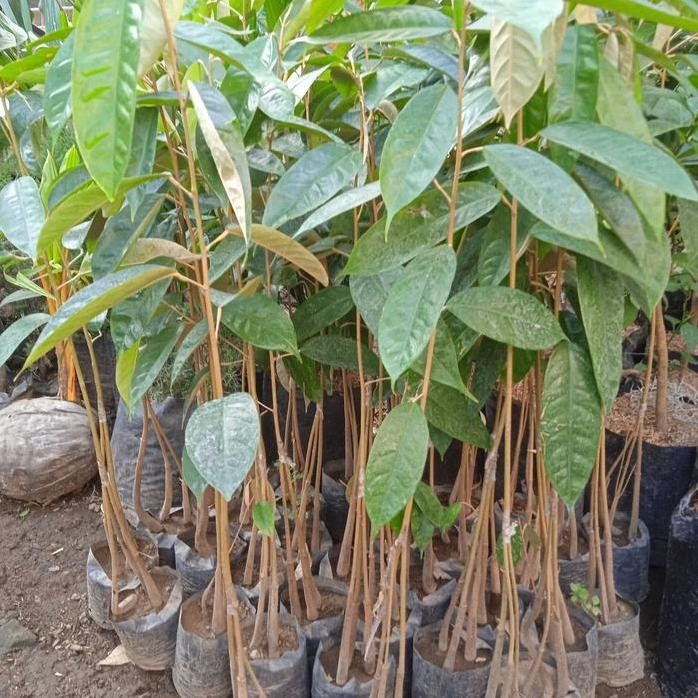 

Terlaris Bibit Durian Musangking Kaki 3 (Beli 10 + 1)