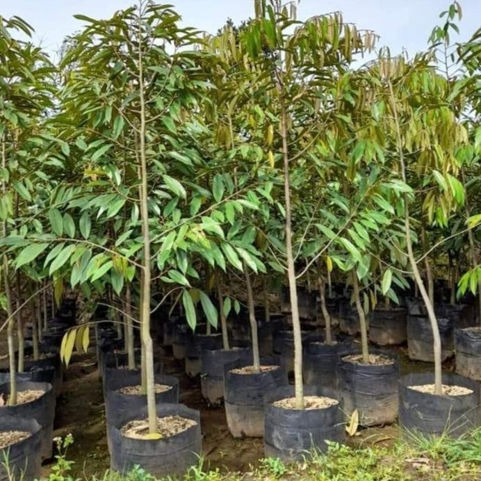 

Terlaris Bibit Durian Musangking Btang Besar Tinggi 2Mtr Up