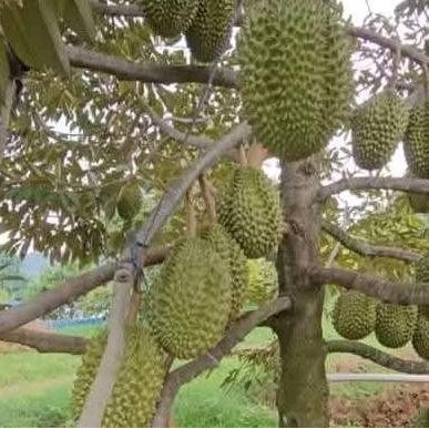 

Terlaris Benih Bibit Tanaman Durian Bawor