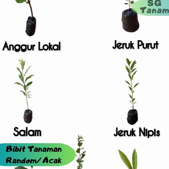 

Terlaris Bibit Random (Bibit Anggur,Bibit Jeruk Purut, Bibit Salam, Bibit Jeruk Nipis, Bibit Juwet, Bibit Bidara, Bibit Tabebuya)
