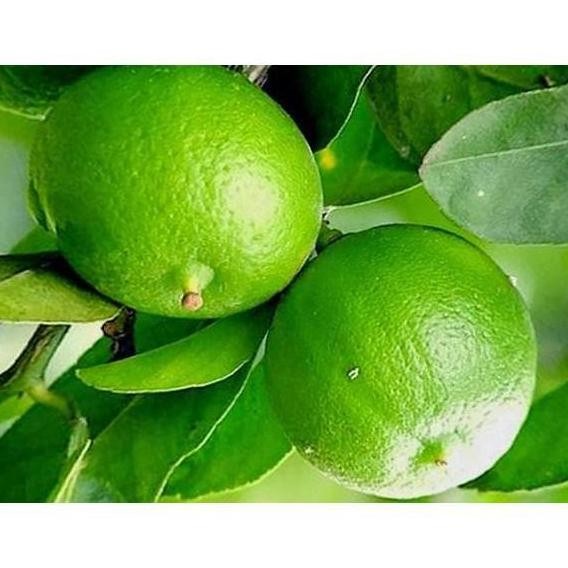 

Terlaris Super Best Sab@Ng Bibit Tanaman Buah Jeruk Nipis 40Cm Creat!V Manteb