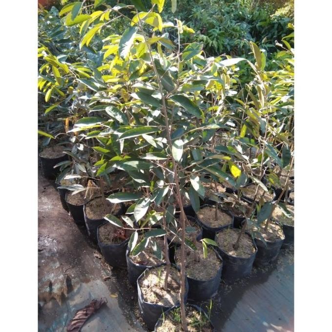 

Terlaris Bibit Durian Super Tembaga 1Meter Up