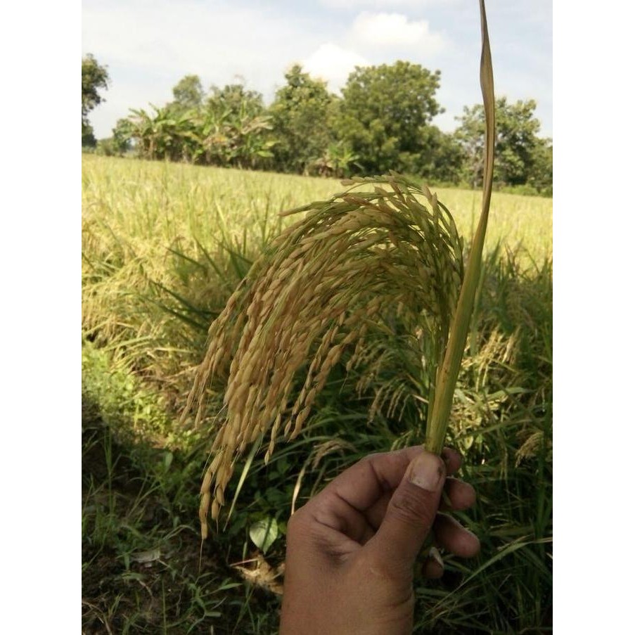 || BANANA / Benih Padi Unggul Bibit Sertani 14 ||~~~