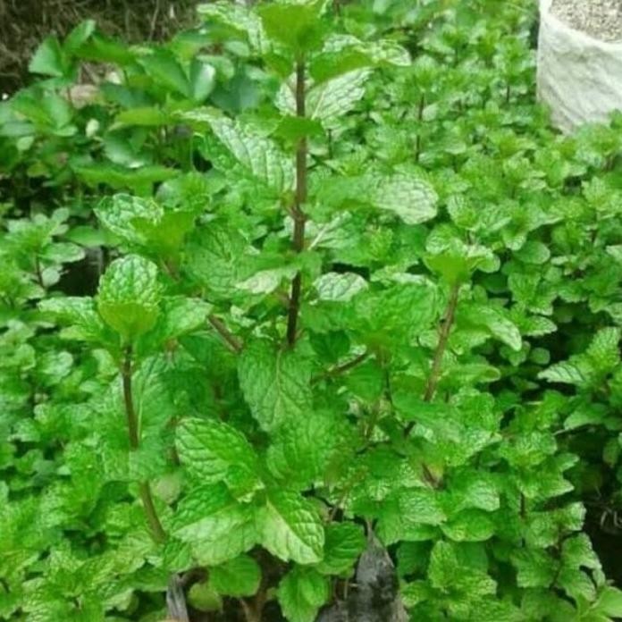 

Terlaris Promo Bibit Daun Mint Fkhdwr 4642Nm