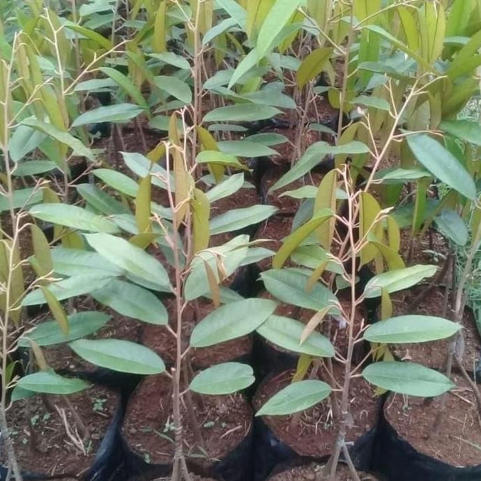 

Terlaris Bibit Tanaman Buah Durian Simas Kaki 3