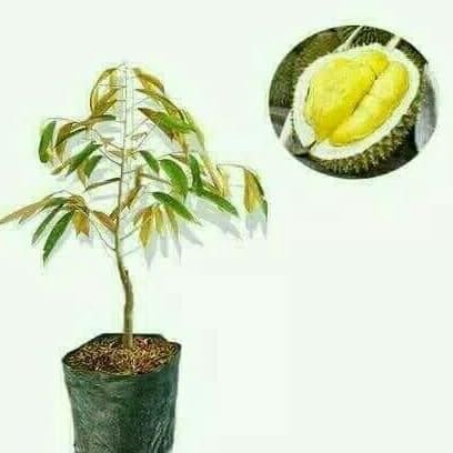 

Terlaris Bibit Durian Bawor