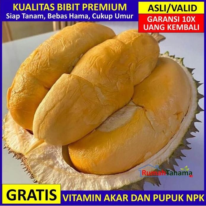 

Terlaris Bibit Tanaman Buah Durian Duri Hitam Unggul Bergaransi