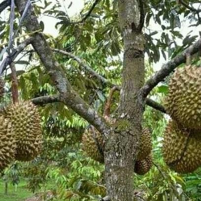

Terlaris Bibit Durian Super Tembaga Bangka
