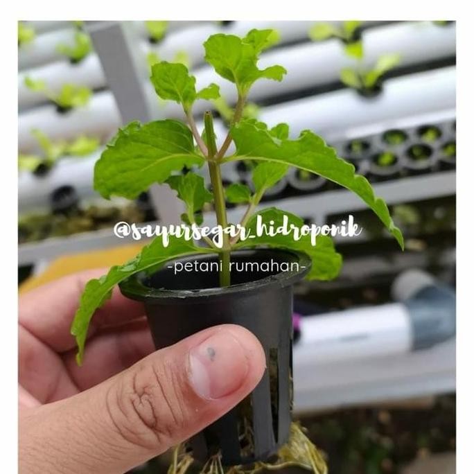 

Terlaris Bibit Papermint - Daun Mint - Gratis Netpot