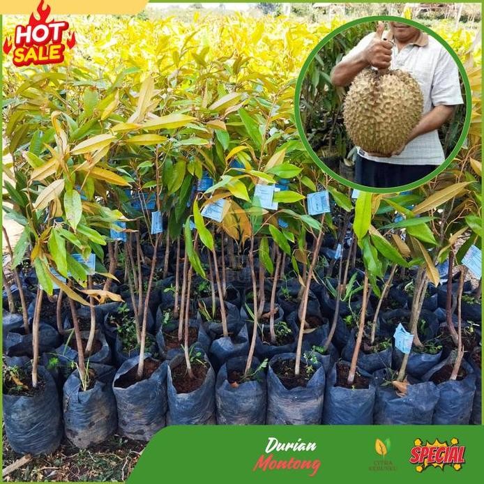 

Terlaris Bibit Durian Montong Jumbo Hasil Okulasi Cepat Berbuah