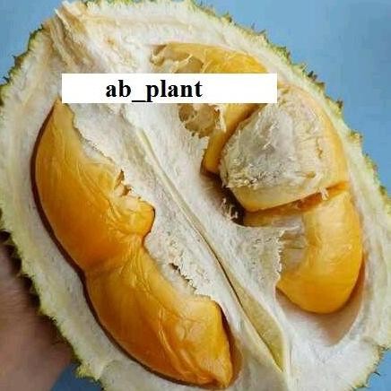 

Terlaris Bibit Durian Raja Udang Super