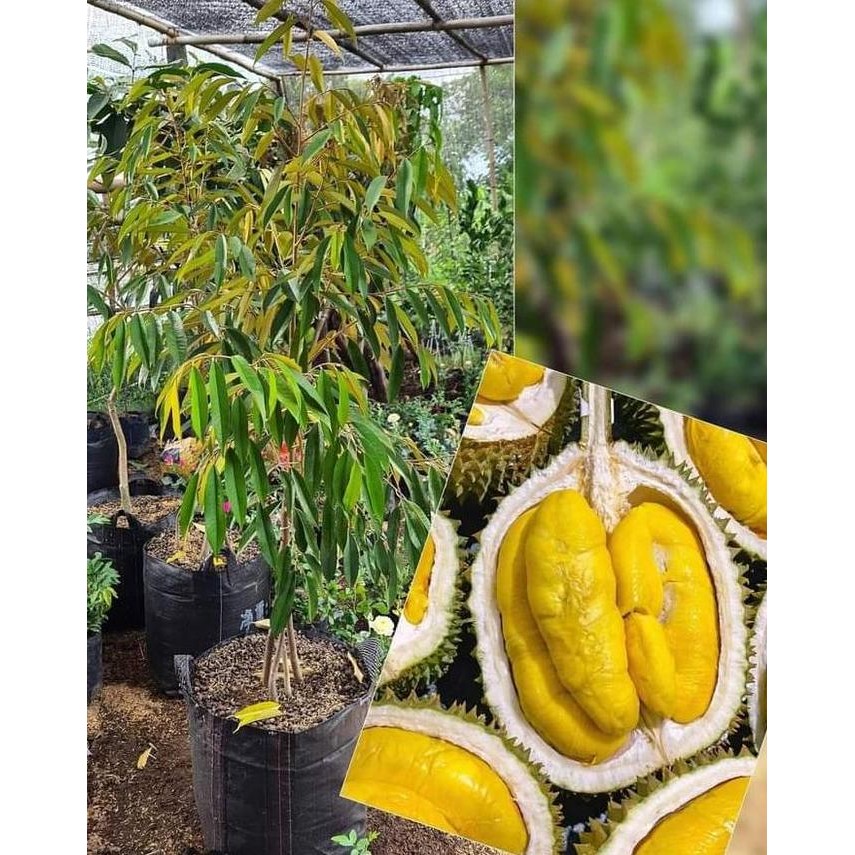 

Terlaris Bibit Durian Bawor Okulasi Unggul