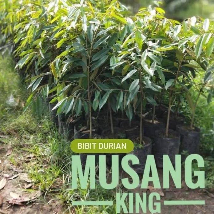 

Terlaris Bibit Durian Musangking Batang Besar