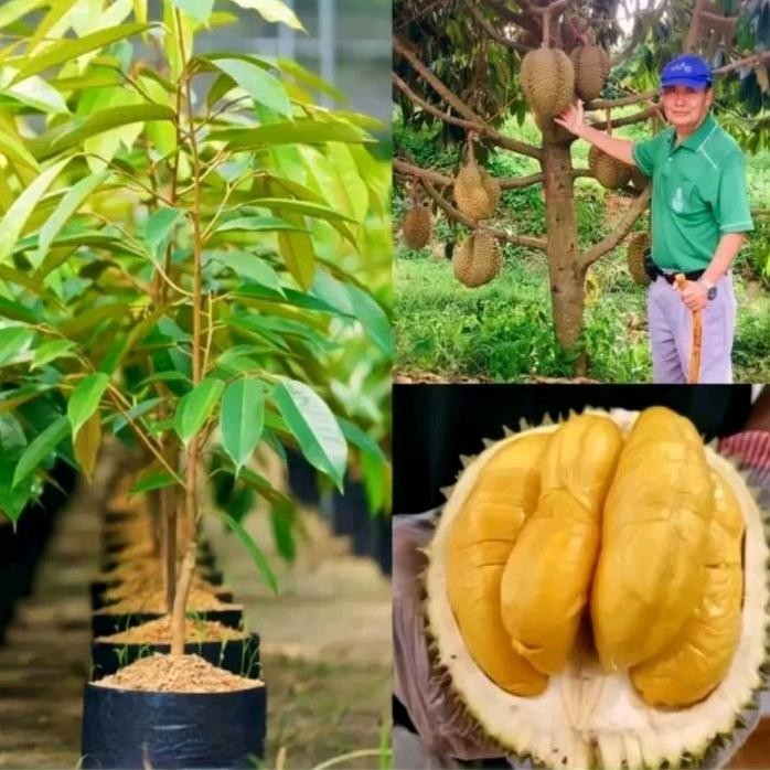 

Terlaris Bibit Tanaman Durian Musangking Okulasi Siap Dipesan