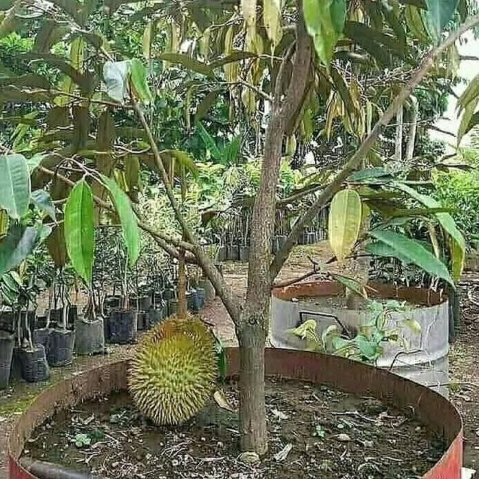 

Terlaris Ready Terlaris Bibit Durian Sertifikat Garansi / Musangking / Duri Hitam / Montong / Super Tembaga.