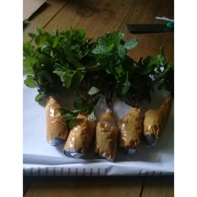 

Terlaris Bibit Daun Mint Atau Keresmen Per Paket Isi 5 Pcs