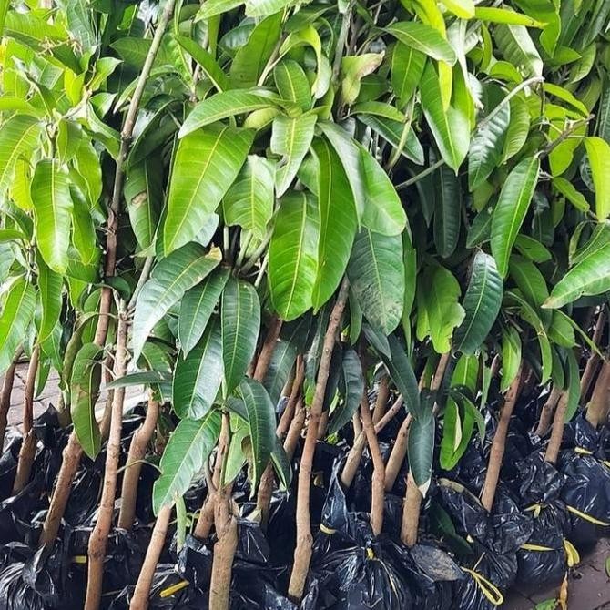 bibit tanaman buah mangga / pohon mangga cangkokan PREMIUM