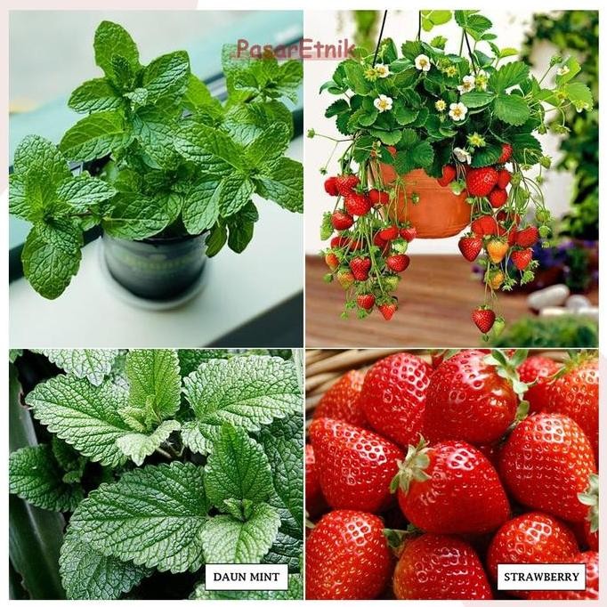 

Terlaris Bibit Buah Strawberry Import Benih Unggul Tanaman Daun Mint Peppermint