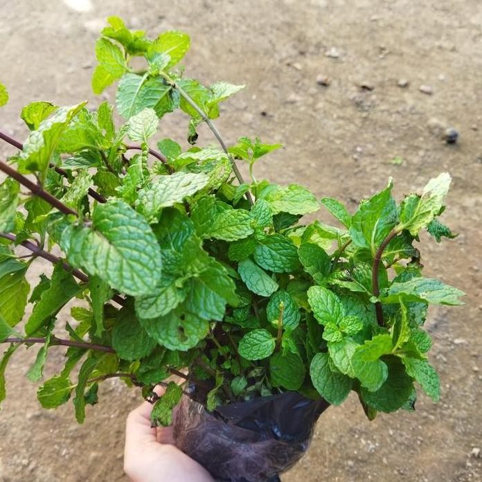 

Terlaris Bibit Daun Mint Siap Tanam Isi 5 Bibit