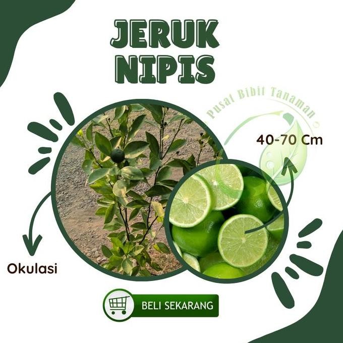 

Terlaris Bibit Tanaman Jeruk Nipis Okulasi 40- 70Cm - Bumbu Masak Kualitas Terbaik