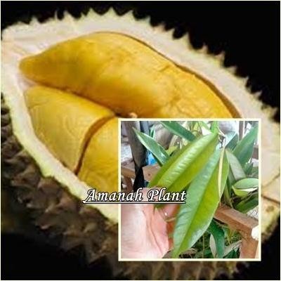 

Terlaris Asli - Bibit Tanaman Durian Sultan - Durian D24 - Durian Populer Banyak Di Cari