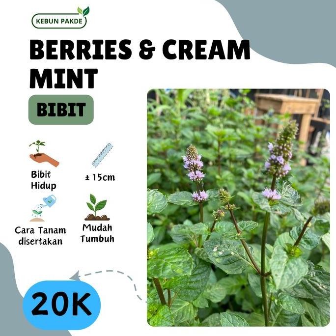 

Terlaris Bibit Tanaman Daun Mint | Berries & Cream Mint | Semriwing | Siap Tanam