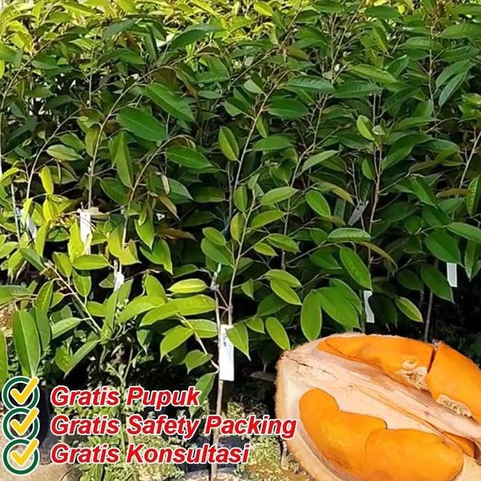 

Terlaris Bibit Durian Sertifikat Garansi / Musangking / Duri Hitam / Montong / Super Tembaga.