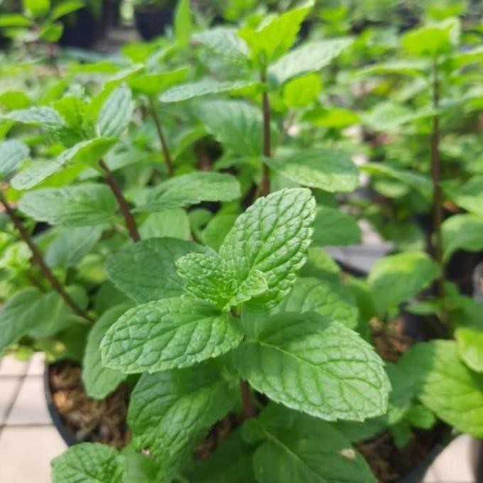 

Terlaris Bibit Tanaman Daun Mint Pepermin