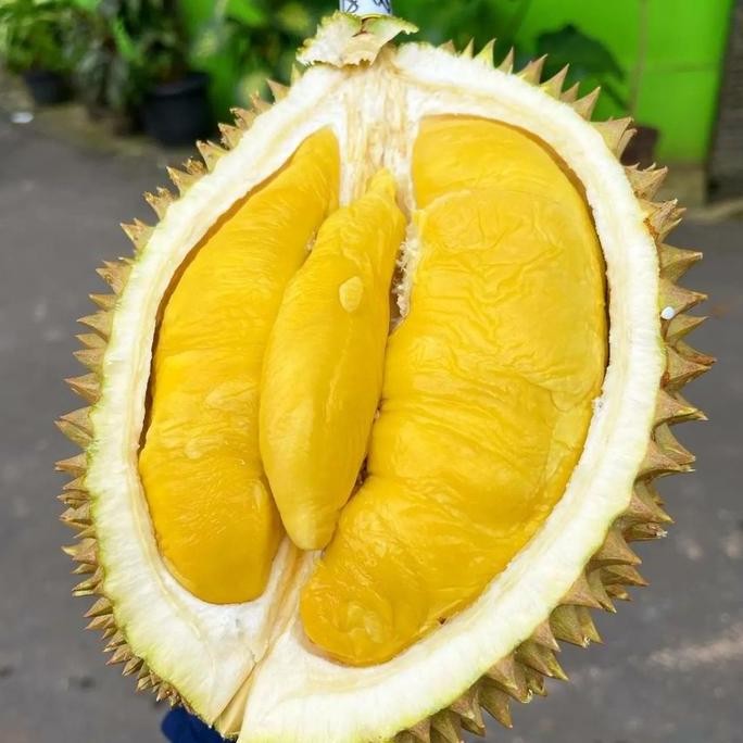 

Terlaris 90 Cm Bibit Durian Musangking