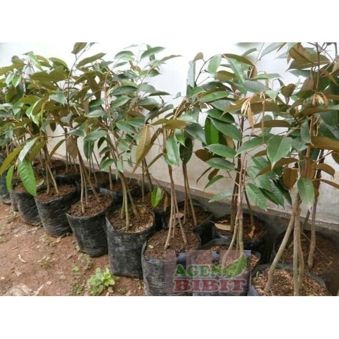 

Terlaris Bibit Pohon Buah Durian Bawor Kaki 3 Okulasi Tempel Pucuk