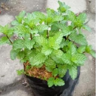 

Terlaris Bibit Daun Mint / Papermint Unggul