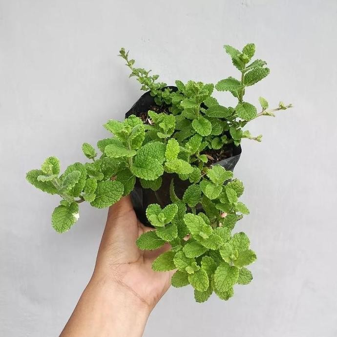 

Terlaris Bibit Daun Mint Kualitas Super Siap Tanam