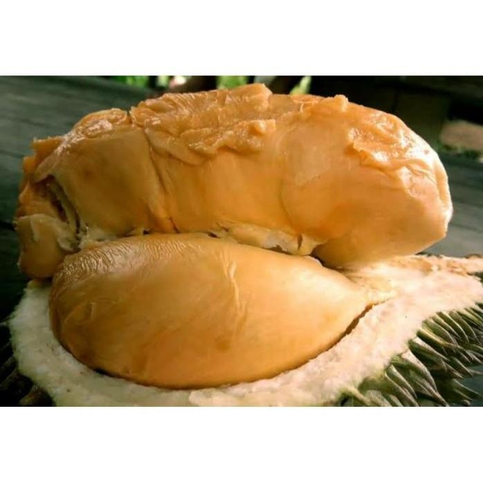 

Terlaris Bibit Durian Super Tembaga Unggul