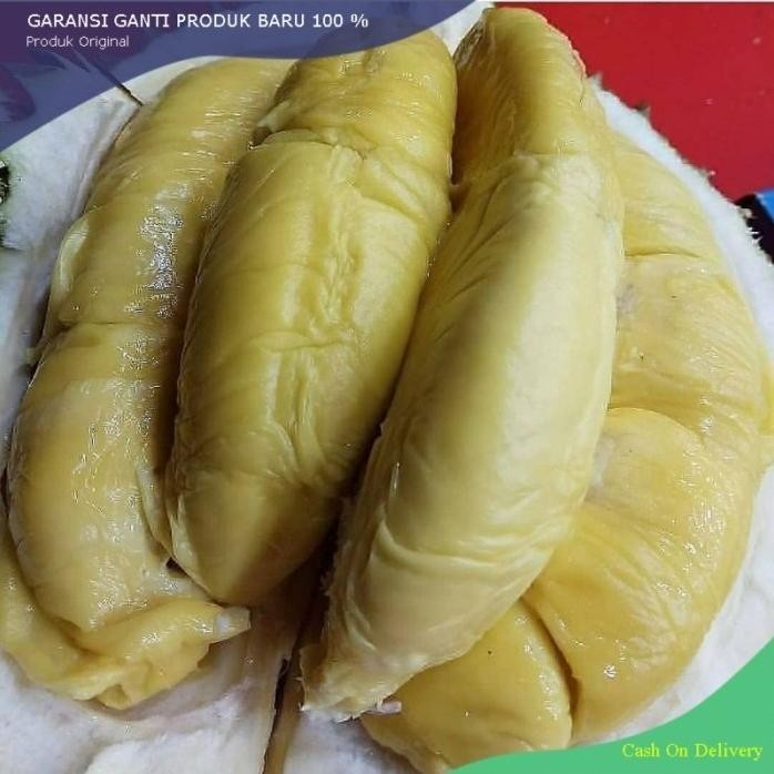 

Terlaris Bibit Durian Montong Super Manis Okulasi Cepat Berbuah Beli 2 Gratis 1