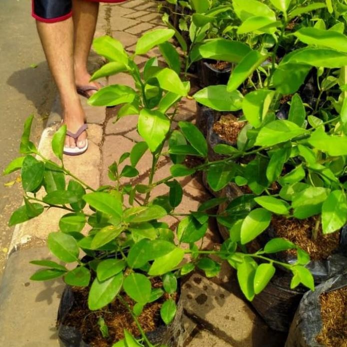 

Terlaris Bibit Tanaman Jeruk Nipis/Pohon Jeruk Nipis Rimbun