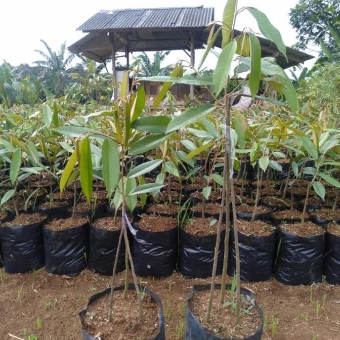 

Terlaris Bibit Durian Ochee - Duri Hitam Kaki 3
